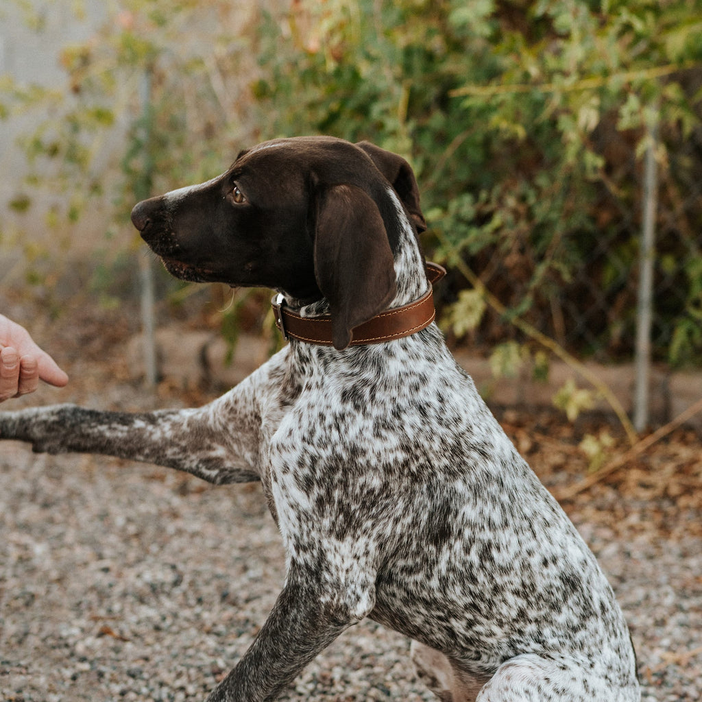 Leather Dog Collar - Designer